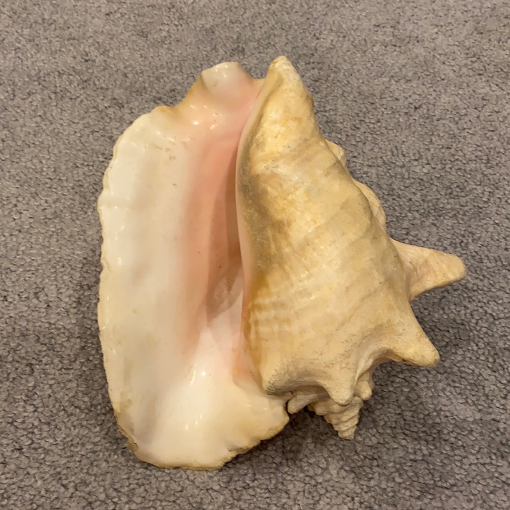 Conch shell